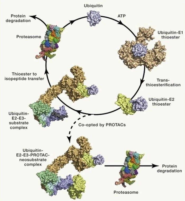 药物研发新宠 PROTAC：挑战「不可成药」靶点