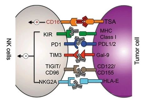 靶向药物抗体抑制剂，定义“肿瘤疗法”新概念