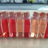 肺动脉外膜成纤维细胞/免疫荧光鉴定