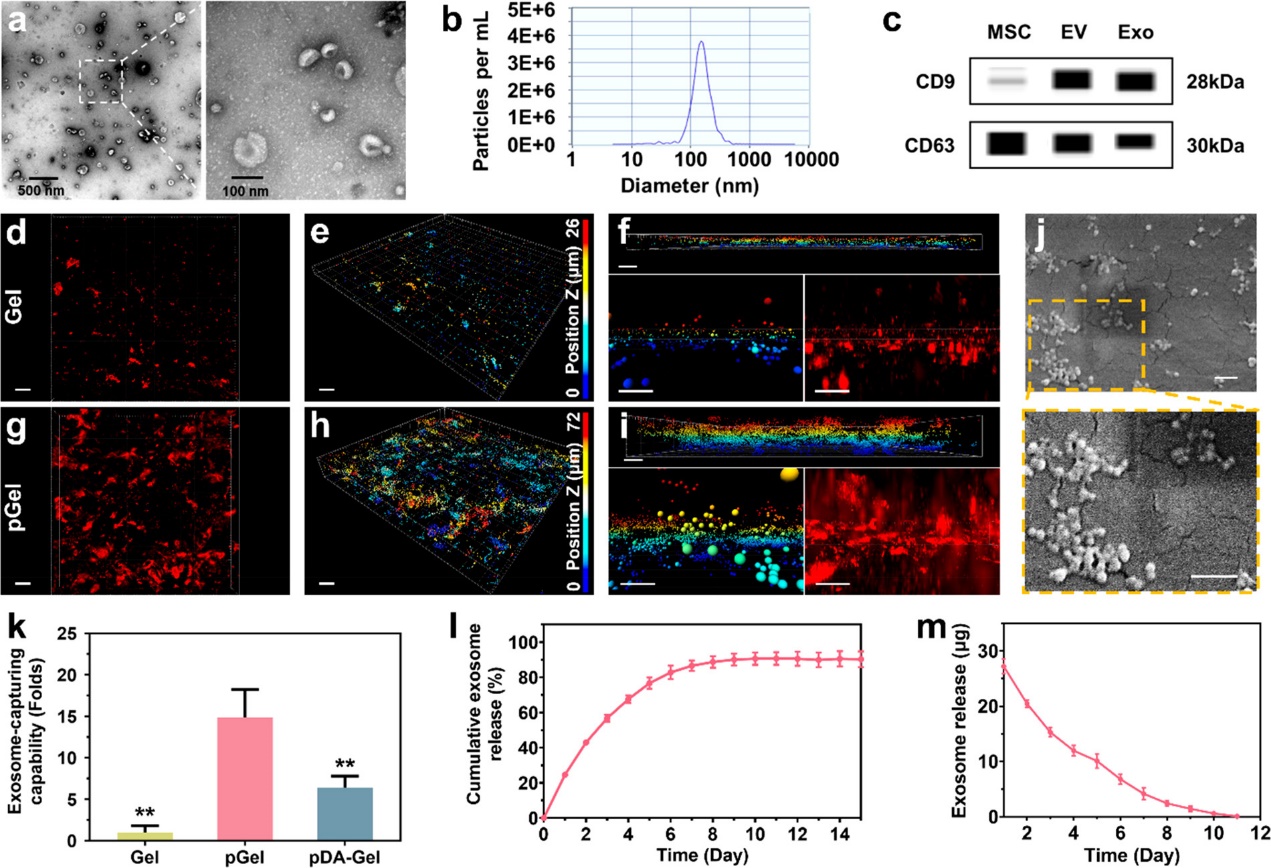 MSC来源的外泌体整合至水凝胶后移植治疗脊髓损伤