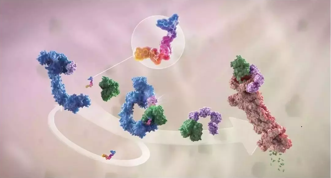 药物研发新宠 PROTAC：挑战「不可成药」靶点