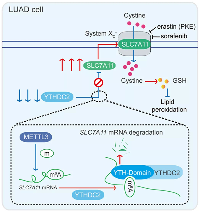 Redox Biol (IF9.986)丨m6A阅读器蛋白YTHDC2通过抑制SLC7A11依赖性抗氧化功能来抑制肺腺癌的发生