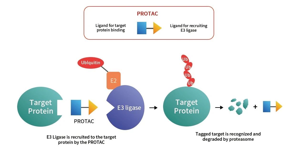 药物研发新宠 PROTAC：挑战「不可成药」靶点