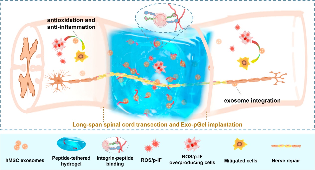 MSC来源的外泌体整合至水凝胶后移植治疗脊髓损伤