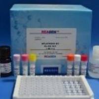 大鼠Elisa检测实验