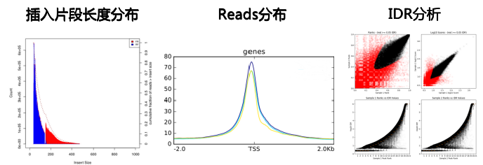 染色质开放性测序--ATAC-seq