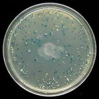 C58C1 电转感受态细胞、C58C1 电击感受态细胞、C58C1 超级感受态细胞