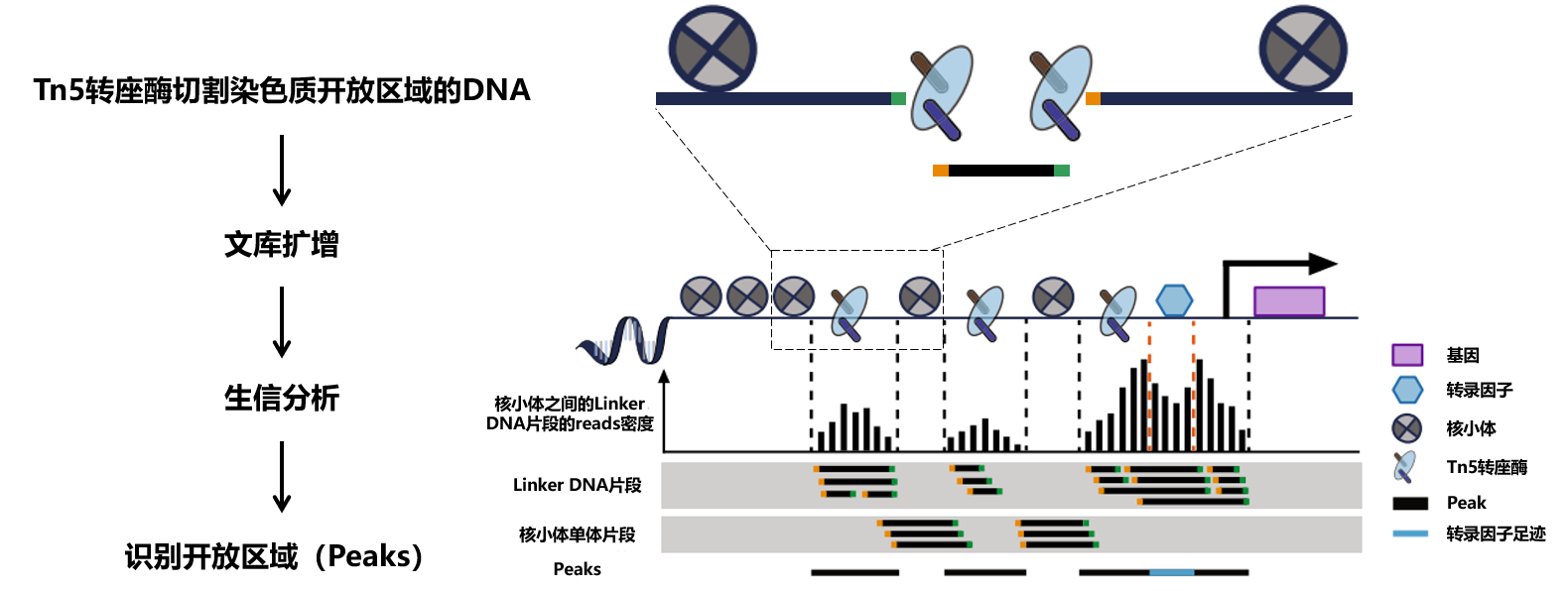 染色质开放性测序--ATAC-seq