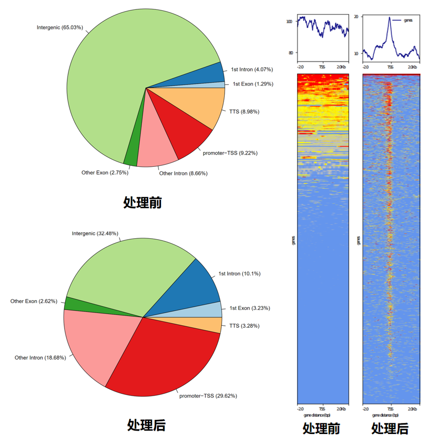 染色质开放性测序--ATAC-seq