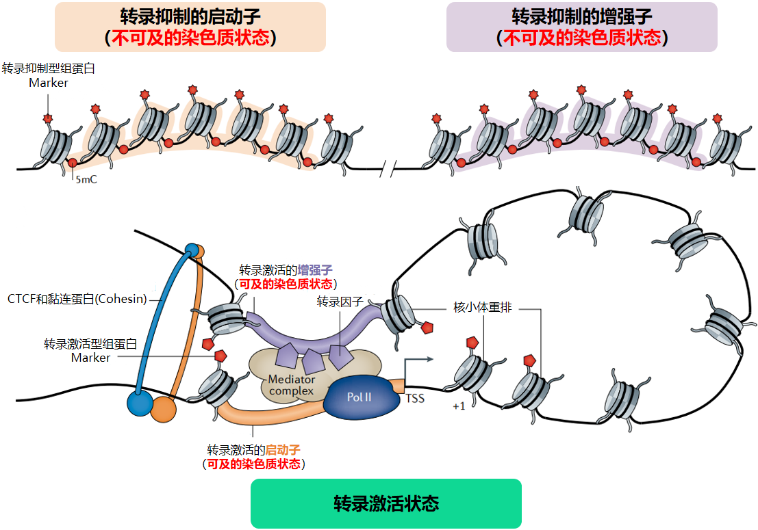 染色质开放性测序--ATAC-seq