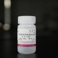 免疫染色用快速封闭液   P1625