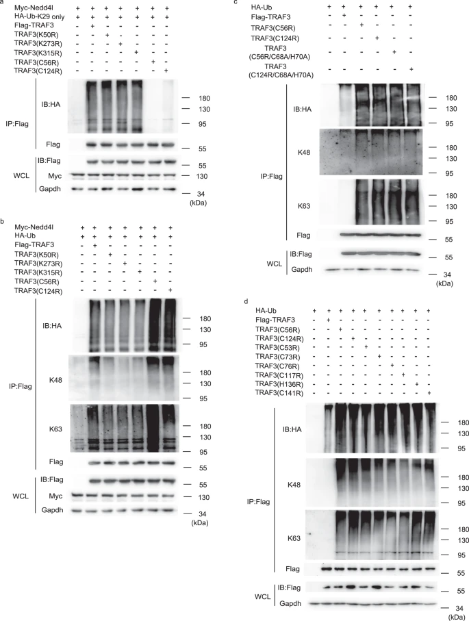 海军军医大学揭示半胱氨酸泛素化可调控抗病毒免疫反应