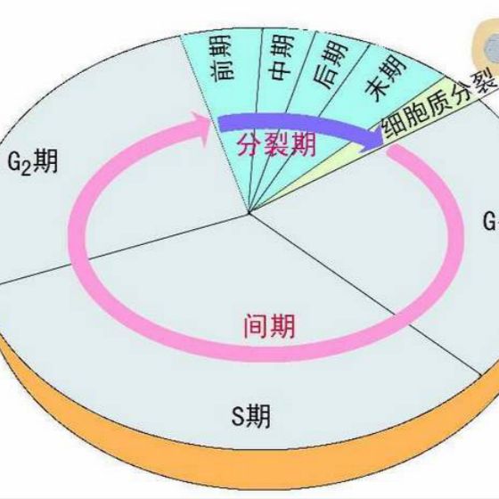 上海细胞实验周期检测