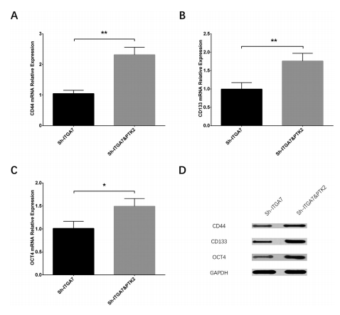ITGα7 基因在肝细胞癌（HCC）中相关研究