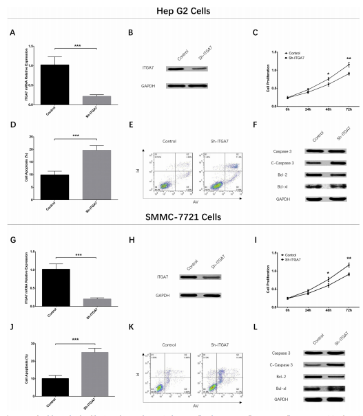 ITGα7 基因在肝细胞癌（HCC）中相关研究