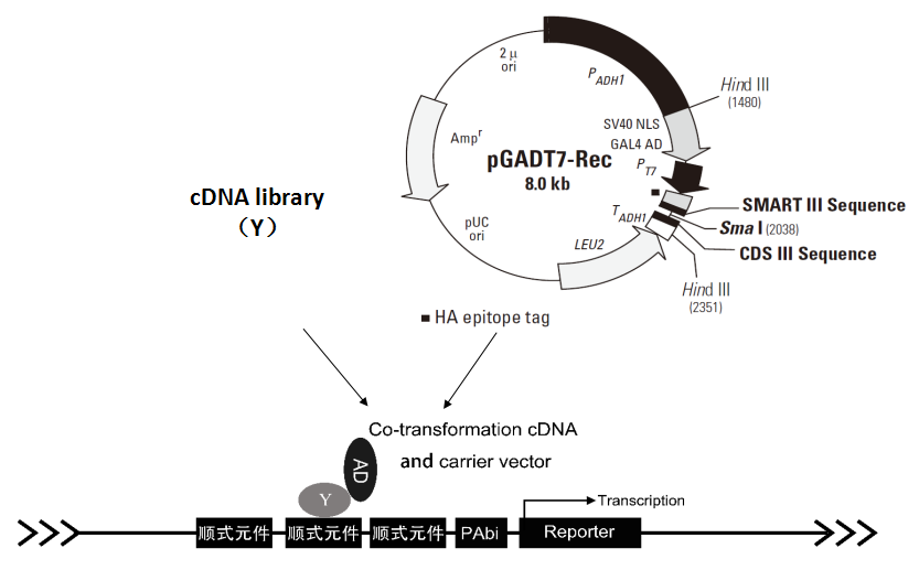 关于酵母杂交文库构建及筛选你需要知道这些