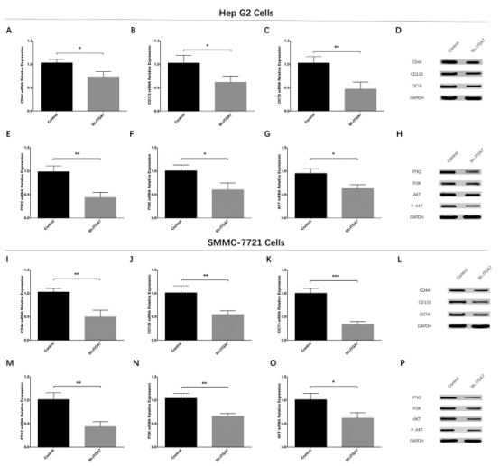 ITGα7 基因在肝细胞癌(HCC)中相关研究
