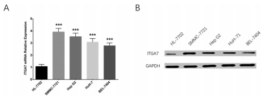 ITGα7 基因在肝细胞癌（HCC）中相关研究
