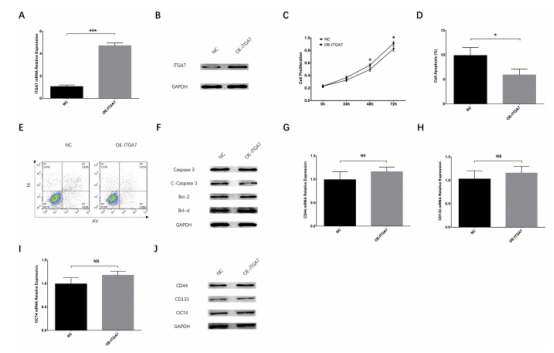 ITGα7 基因在肝细胞癌(HCC)中相关研究