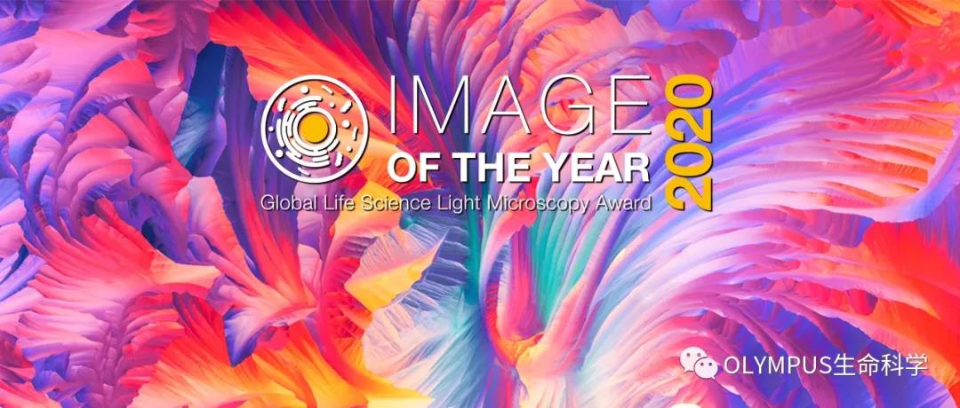 最终揭晓丨奥林巴斯第二届“全球”显微图像大赛