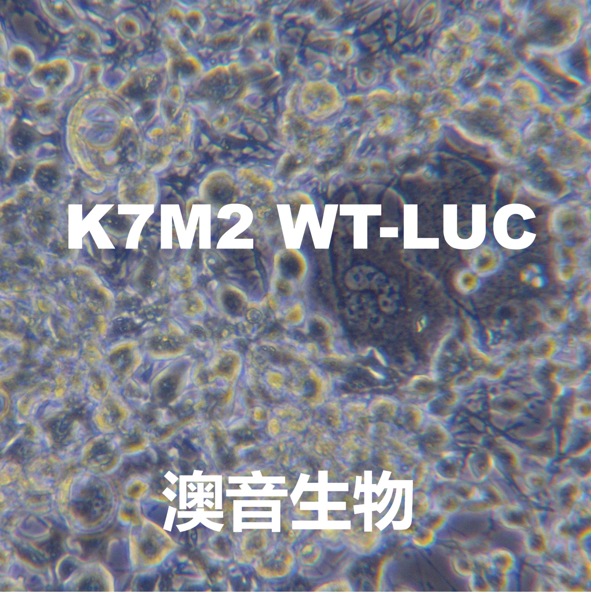 K7M2 WT -LUC萤火虫荧光素酶标记的小鼠骨肉瘤成骨细胞