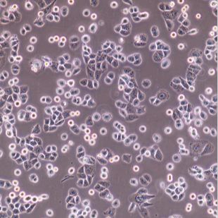 G418-RMEF抗性的小鼠胚胎成纤维细胞来源经射线处理P3300万细胞来源
