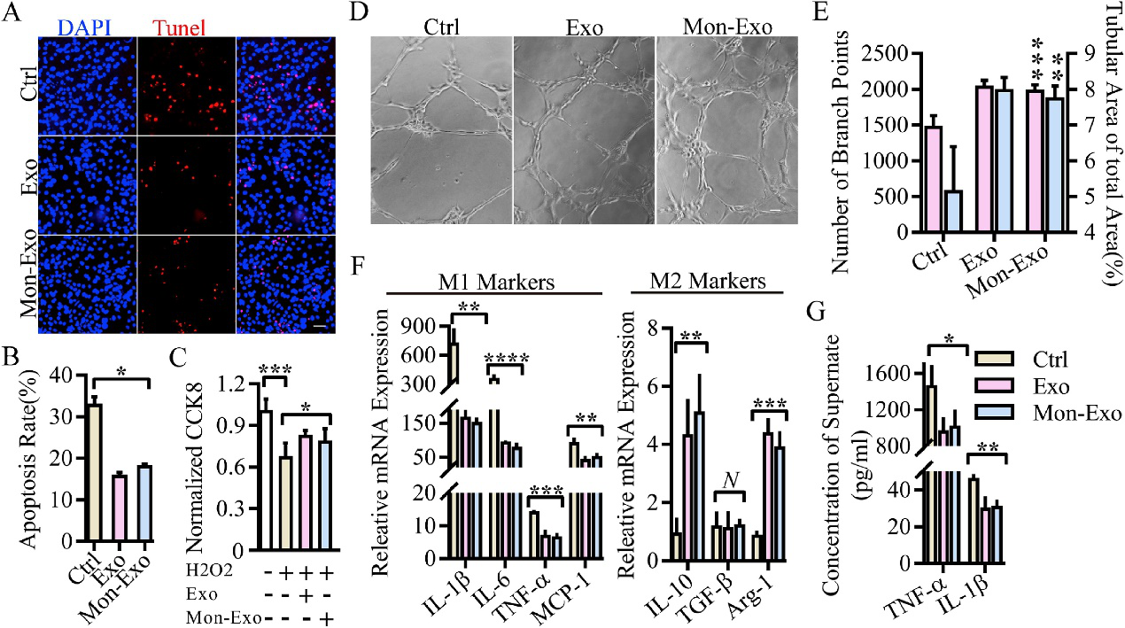 单核细胞膜融合间充质干细胞来源细胞外囊泡可增加其在心肌破裂模型中归巢