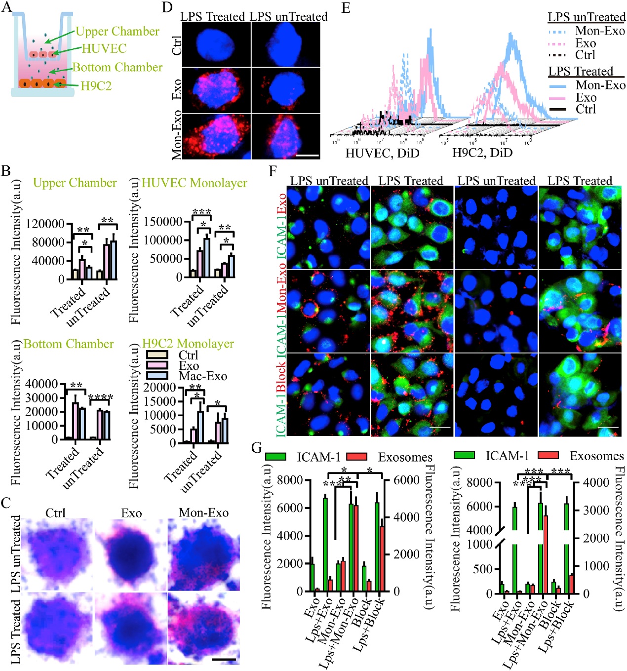 单核细胞膜融合间充质干细胞来源细胞外囊泡可增加其在心肌破裂模型中归巢