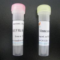 Anti-HIV1 Rev antibody [10]