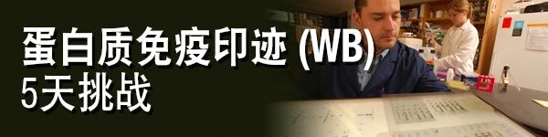 Western Blot ，你不可不知的小细节