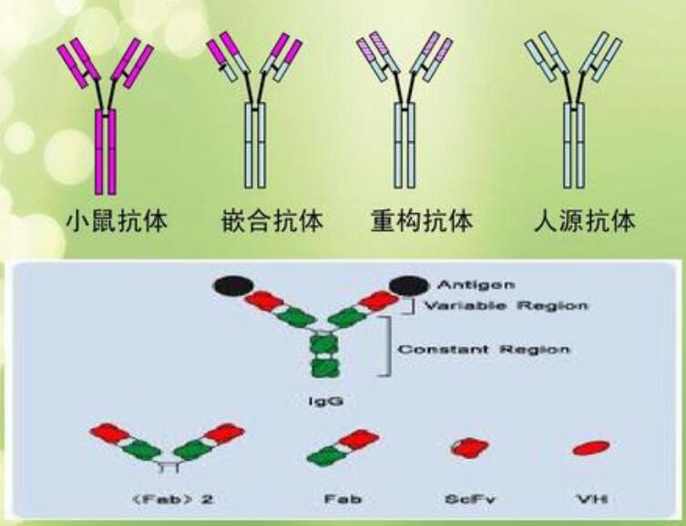 Anti-IgE antibody [BE5] (FITC)