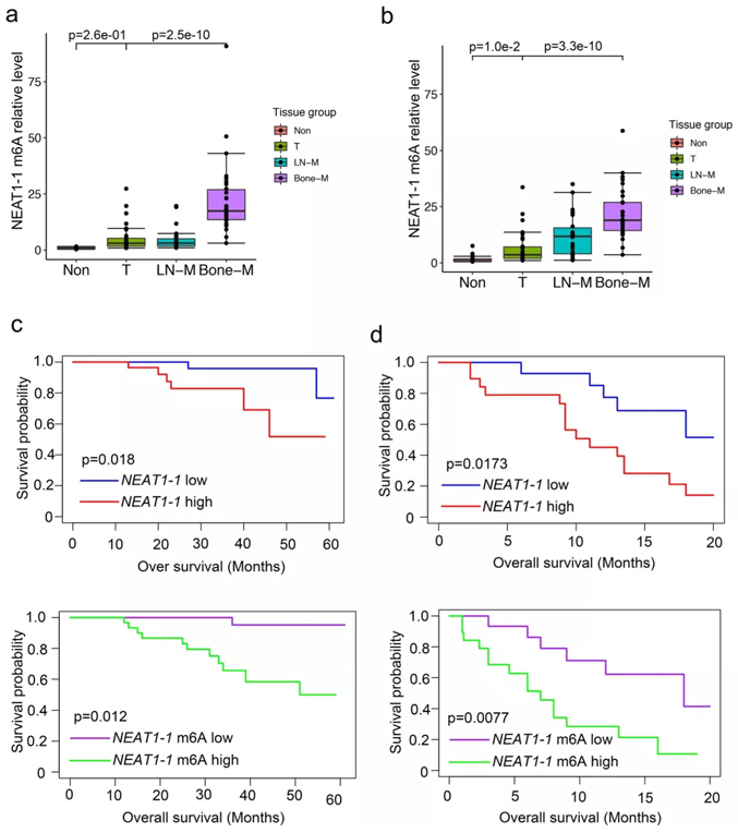 如何发现lncRNA中m6A新功能，不妨了解下这篇15分paper的研究思路