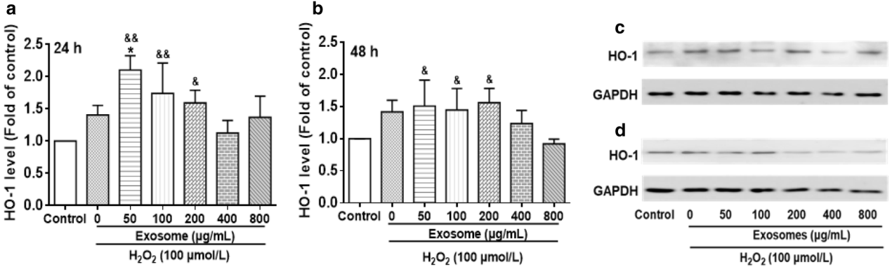 牛乳外泌体对IEC-6细胞氧化应激的保护作用