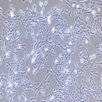 PC-9GR(PC-9吉非替尼耐药)