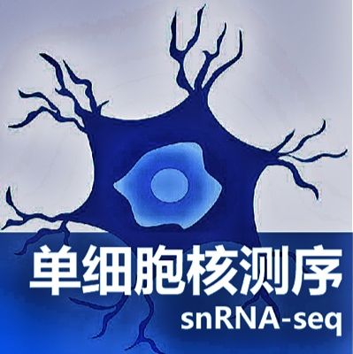 单细胞核转录组测序（single cell nuclear RNA Sequencing)