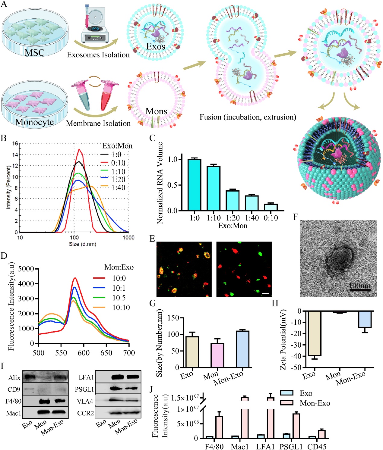单核细胞膜融合间充质干细胞来源细胞外囊泡可增加其在心肌破裂模型中归巢