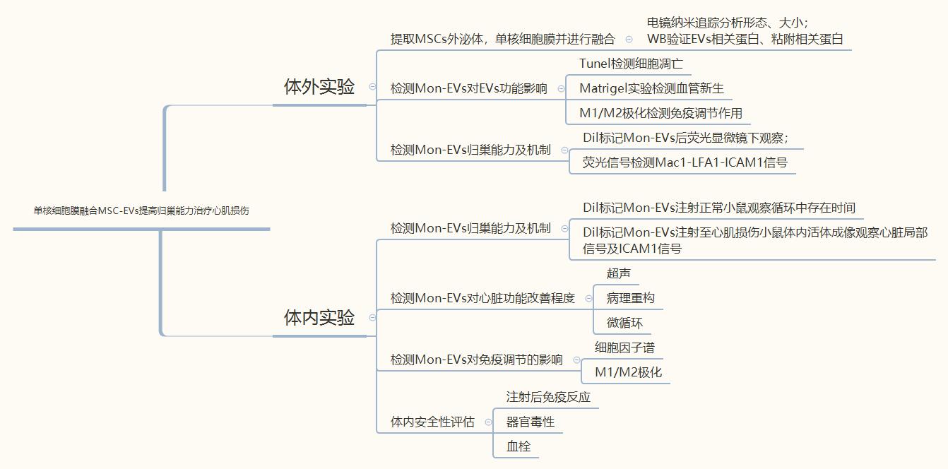 单核细胞膜融合间充质干细胞来源细胞外囊泡可增加其在心肌破裂模型中归巢
