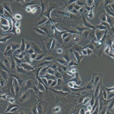 TM4小鼠睾丸支持细胞来源