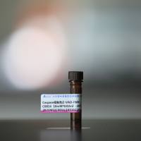 Caspase抑制剂Z-VAD-FMK C0014 厂家直销，提供OEM定制服务，大包装更优惠 