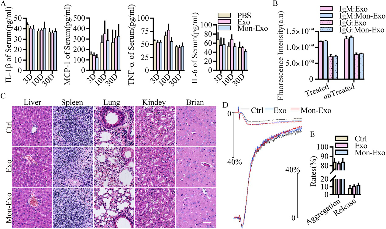 单核细胞膜融合间充质干细胞来源细胞外囊泡可增加其在心肌破裂模型中归巢