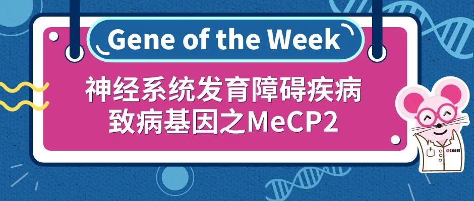 MeCP2基因敲除小鼠助力神经系统发育障碍疾病的研究