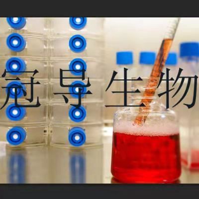 Igrov1 Cells 人卵巢癌体外鲜活细胞 Str鉴定图谱 价格 厂家 供应商 上海冠导生物工程有限公司 丁香通