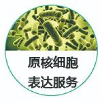 原核细胞蛋白表达服务-大肠杆菌
