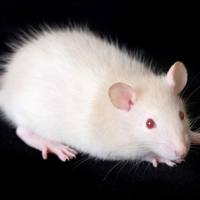 小鼠心脏组织免疫组化