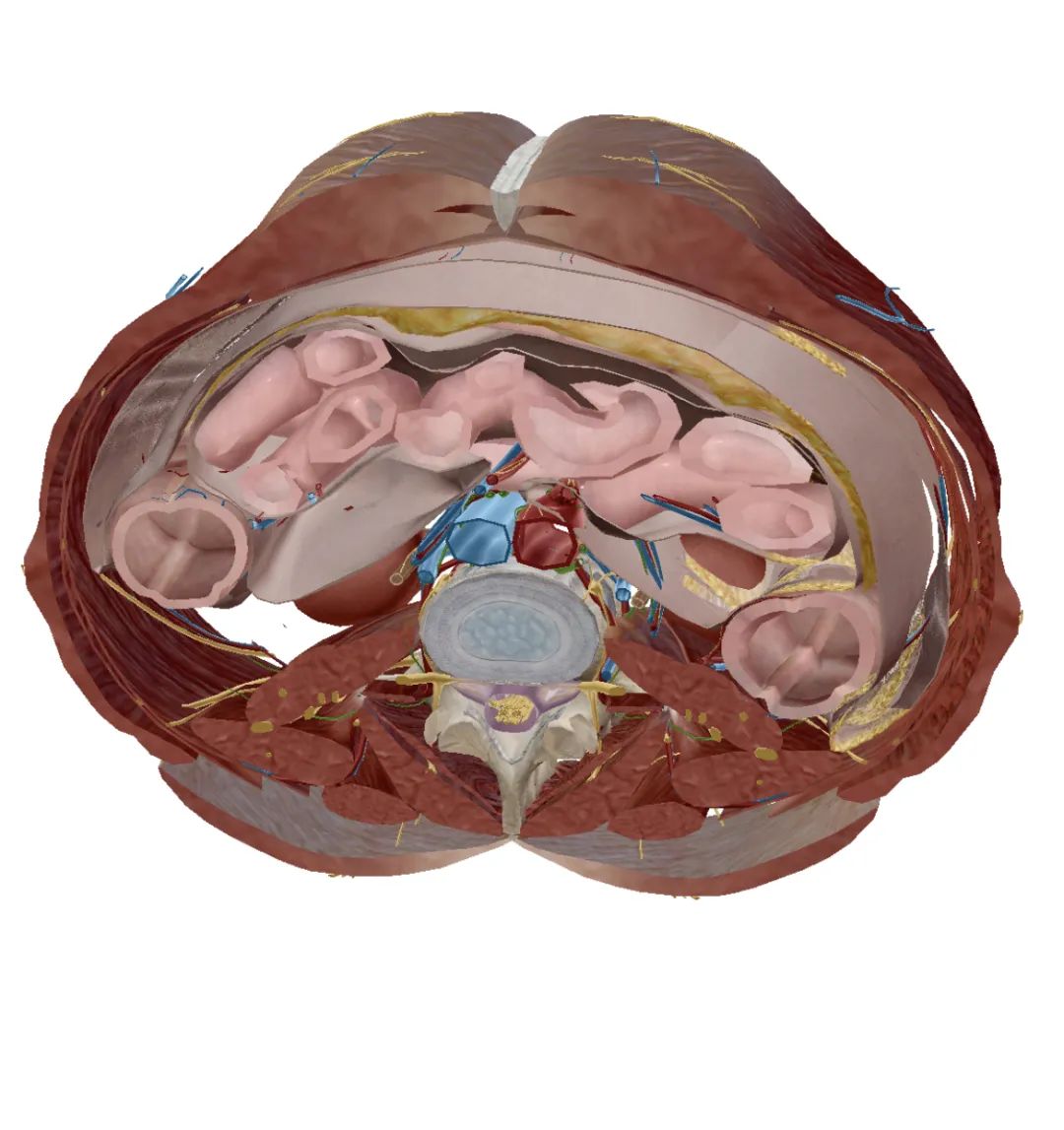 人体腹腔透视图