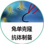 兔单克隆抗体制备服务