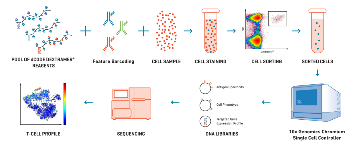 dCODE Dextramer®（RIO）