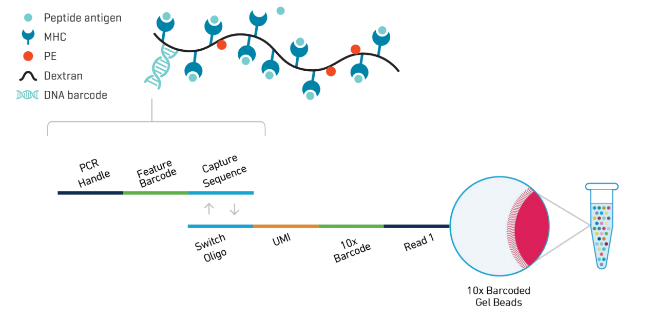dCODE Dextramer®（RIO）