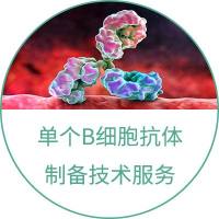 单个B细胞抗体制备服务