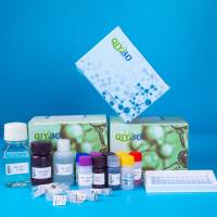 SIRT3直接荧光筛选测定试剂盒